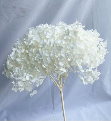 購入 アナ ホルテンジア 保存 花 乾燥 花 人工 ホルテンジア 家装 DIY 手芸 素材 卸売 シングル ホルテンジア オンライン製造