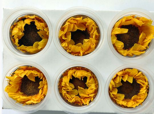 良い価格 永遠のひまわり 永遠の花 ひまわり ギフトボックス ガラスドーム ブーケ 花材 プリザーブドフラワー ひまわり 卸売 オンライン